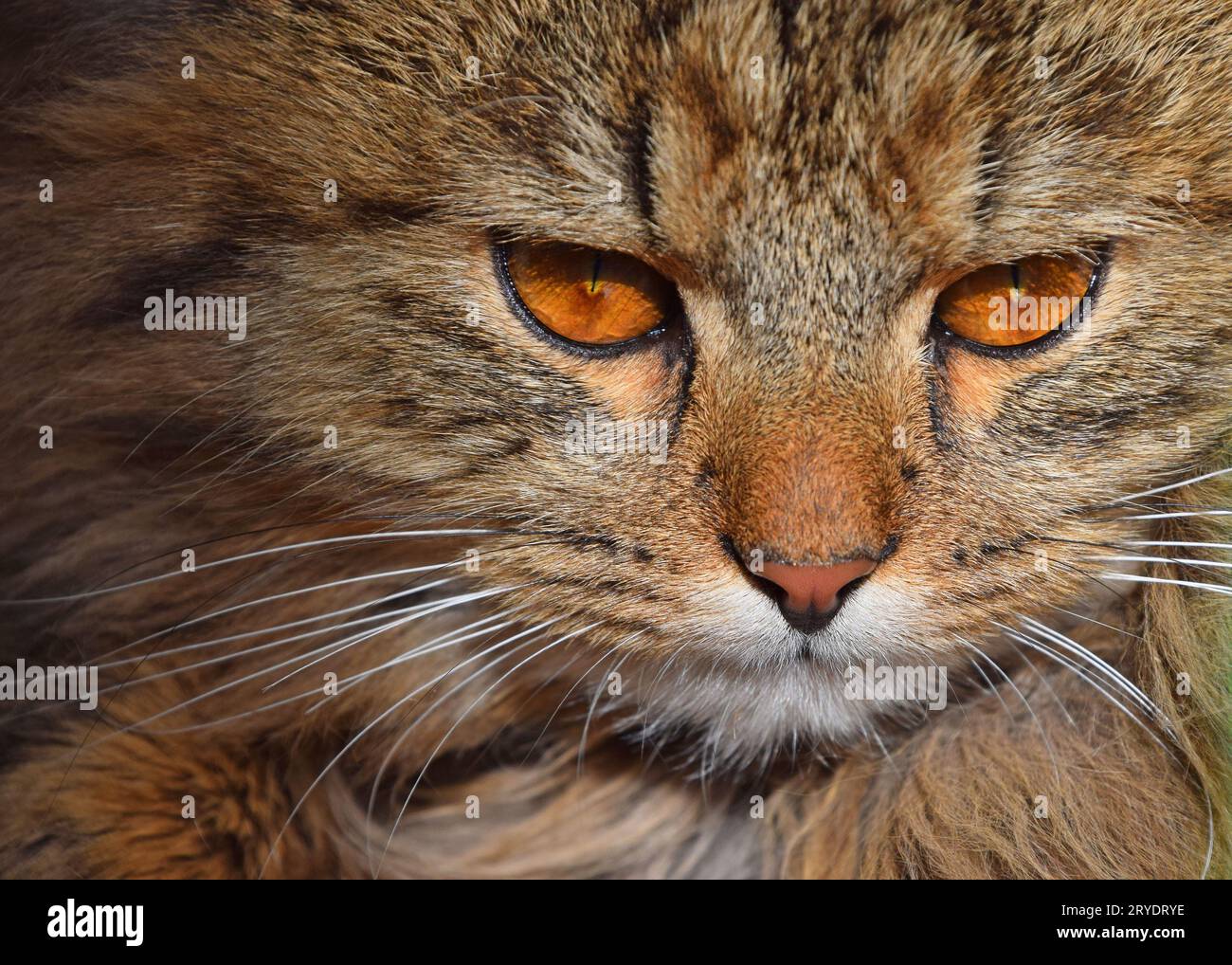 Gros plan portrait de chat domestique brun Banque D'Images
