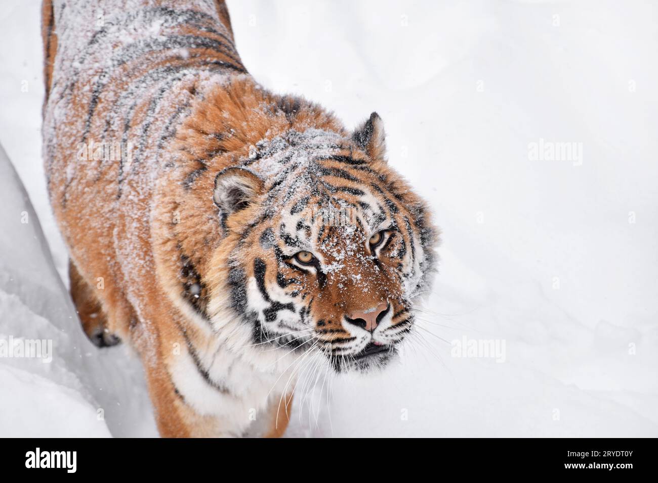 Close up portrait of Siberian Tiger dans la neige de l'hiver Banque D'Images