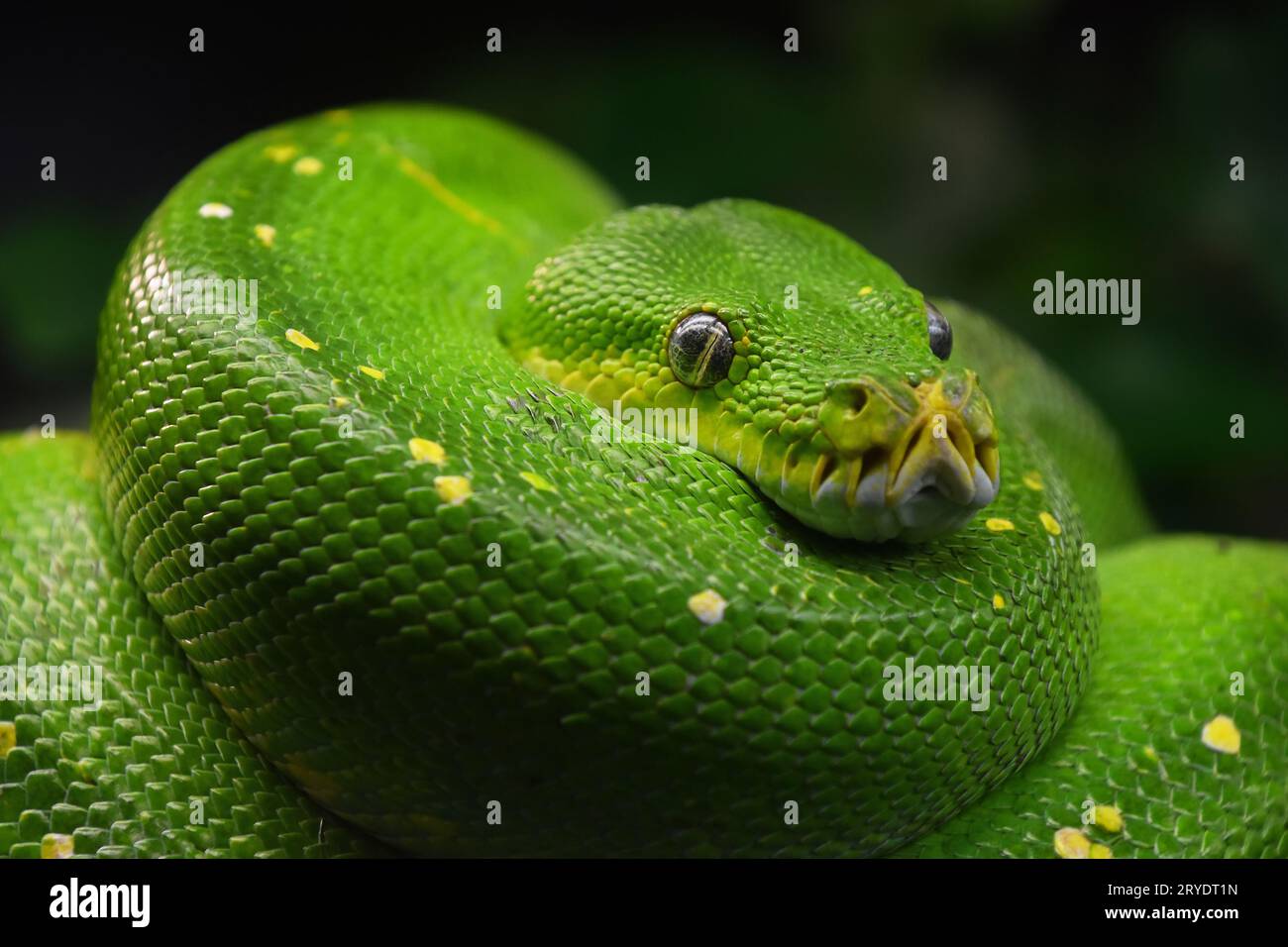 Green Tree python (Morelia viridis) close up Banque D'Images