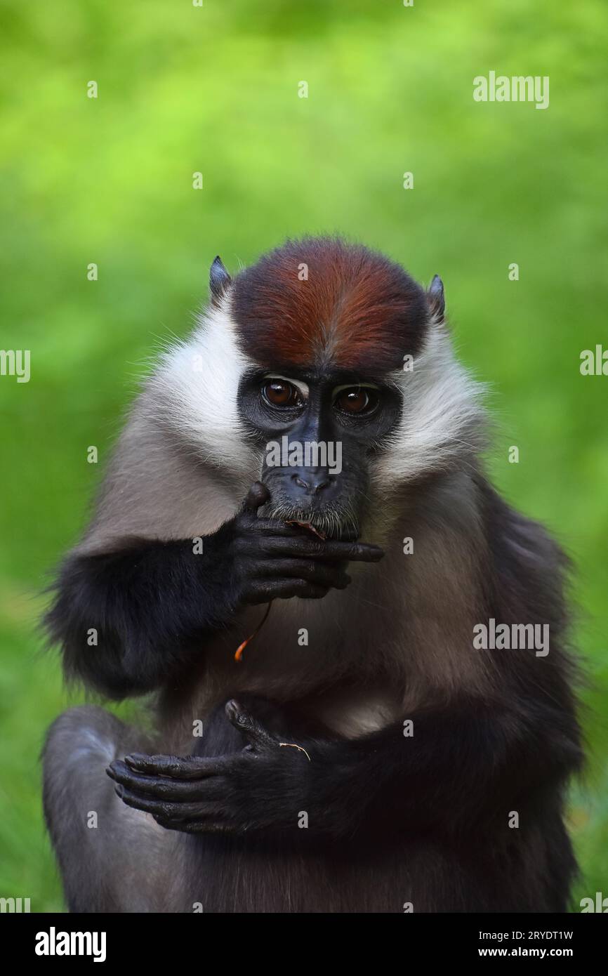 Gros plan portrait de mangabey à col Banque D'Images