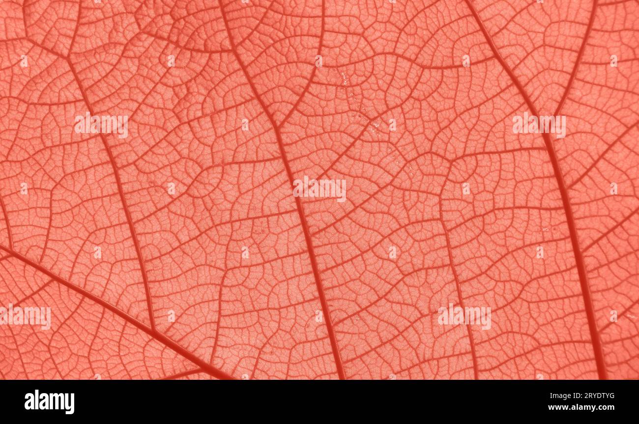 Texture rapprochée des veines des feuilles au rose corail Banque D'Images