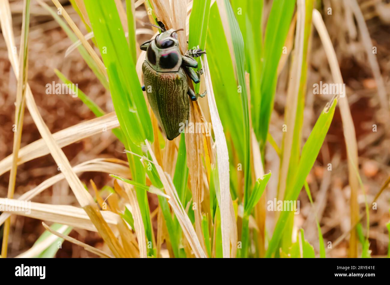 Perce de Ceiba métallique géant sur feuille d'herbe de Guinée Banque D'Images