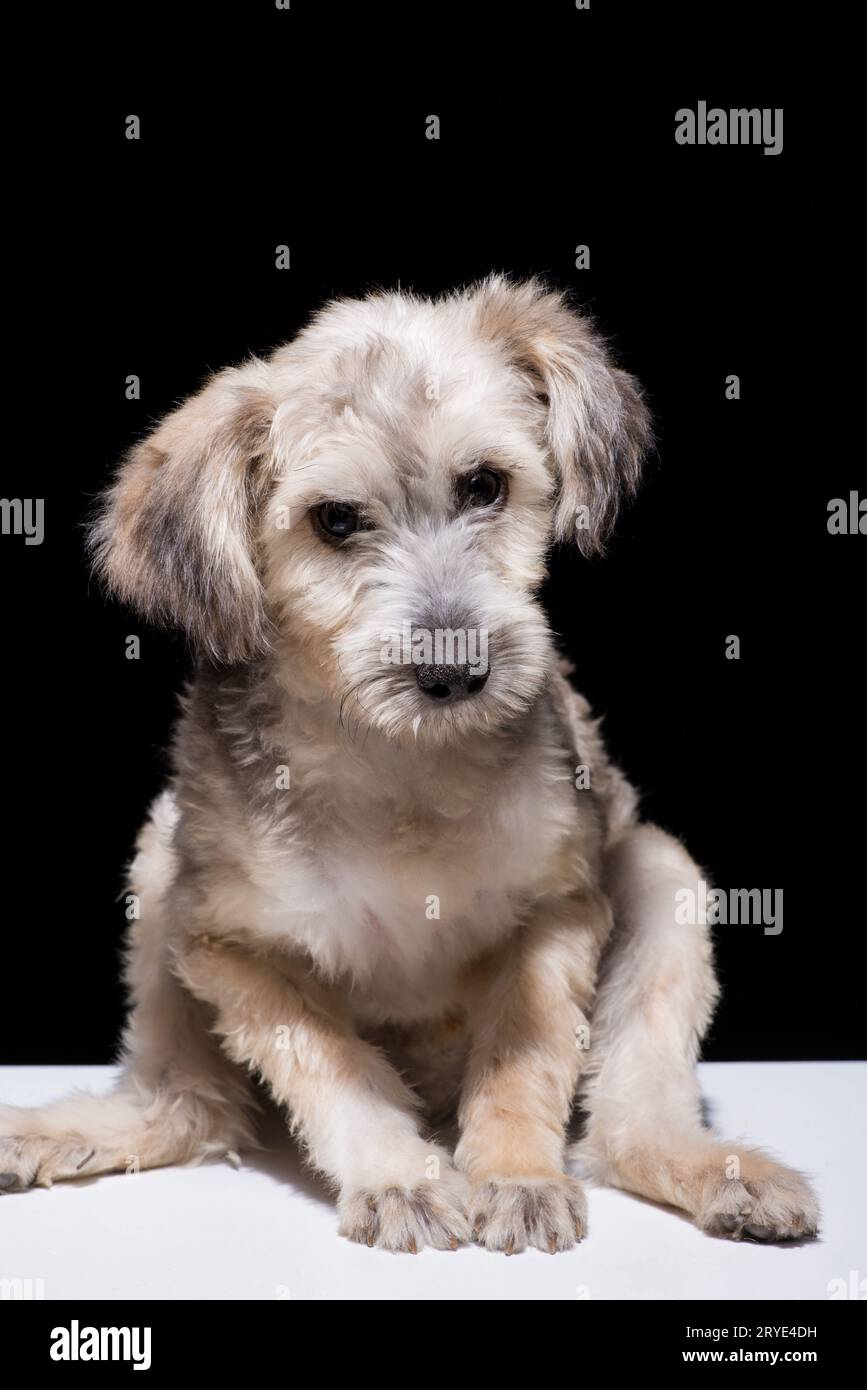 Chien sur fond noir Banque D'Images