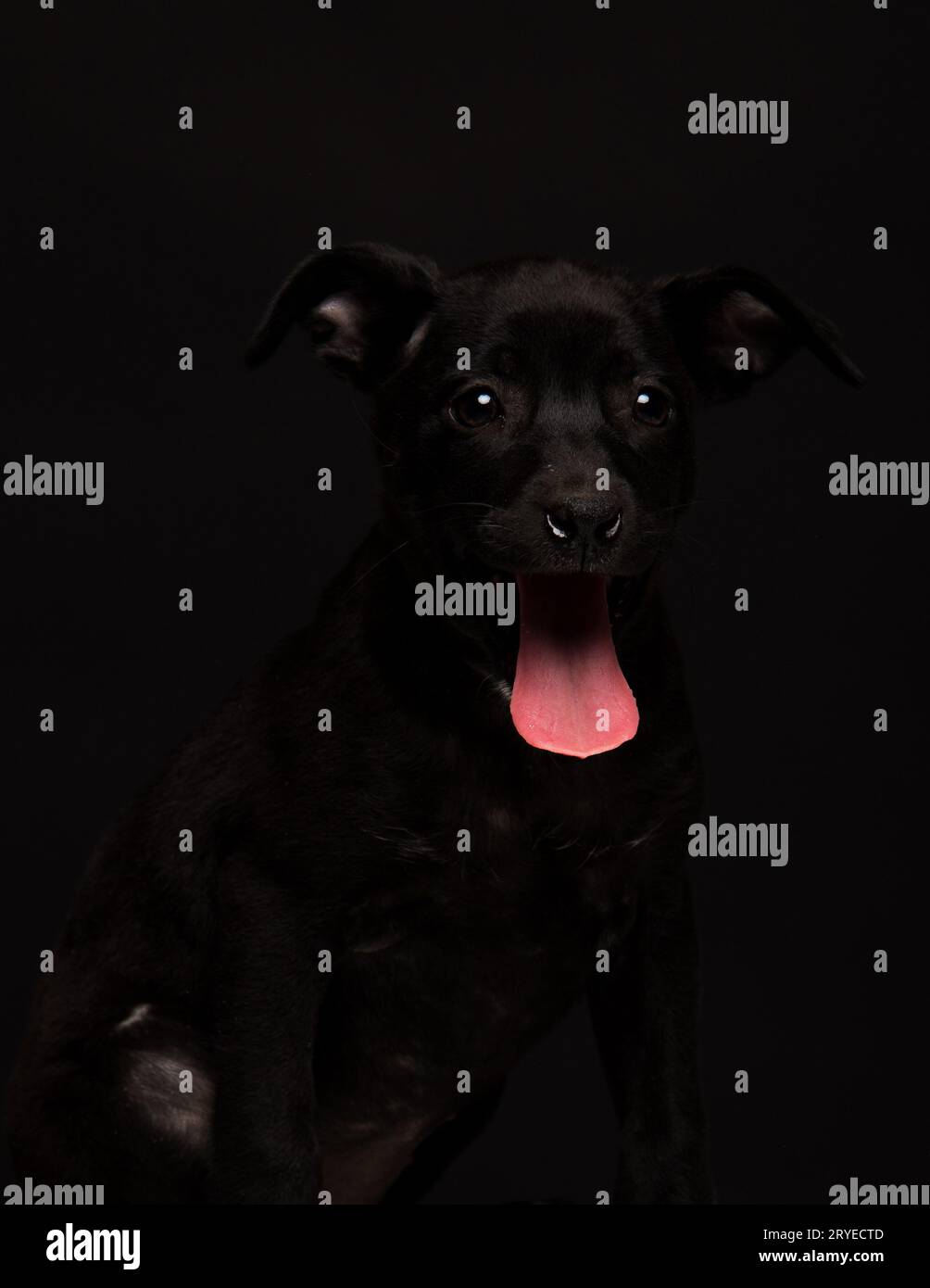 Chien sur fond noir Banque D'Images