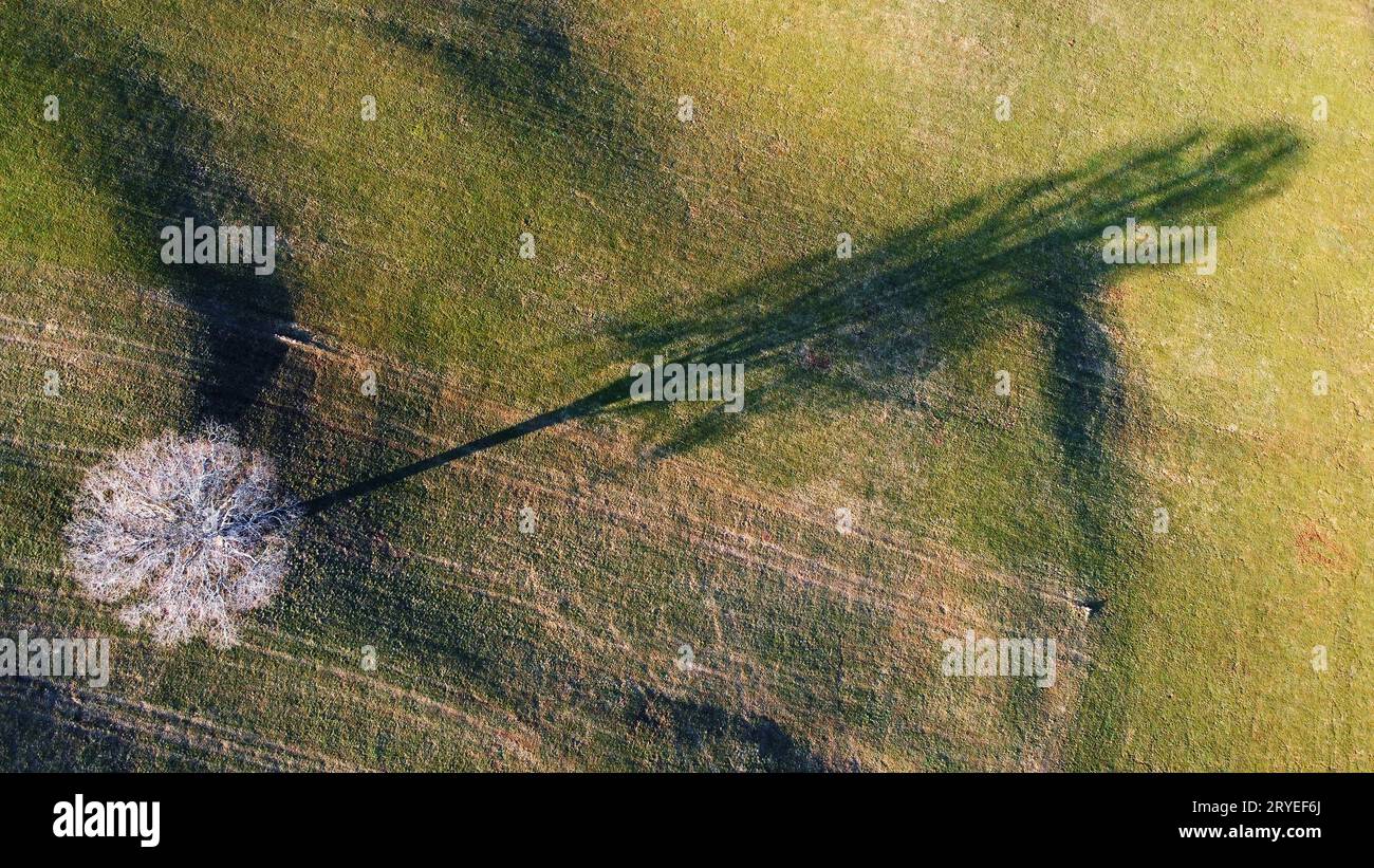 Tir de drone aérien d'une prairie avec une ombre longue de moulage d'arbre Banque D'Images