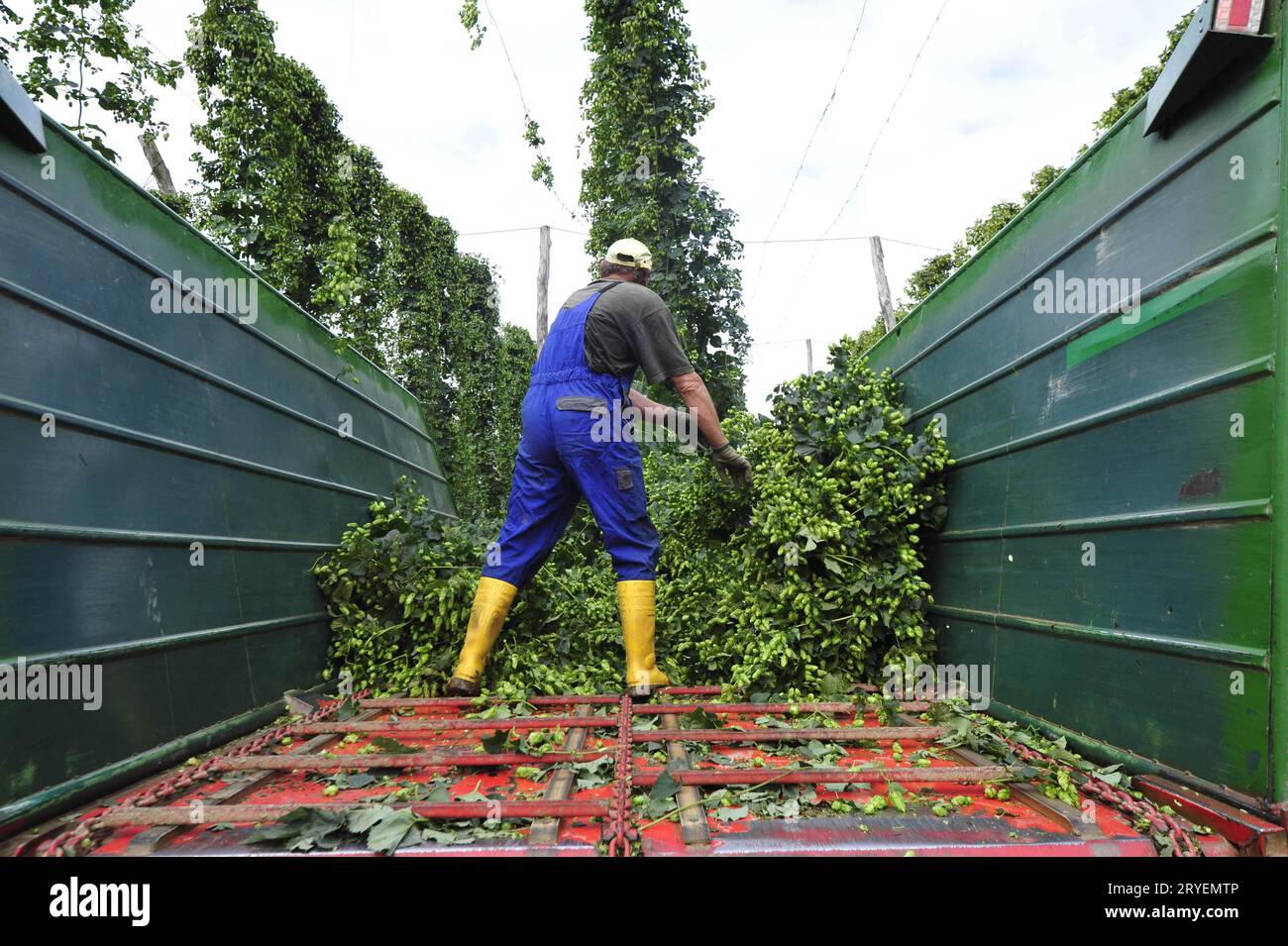 Récolte du houblon ou cueillette du houblon Banque D'Images