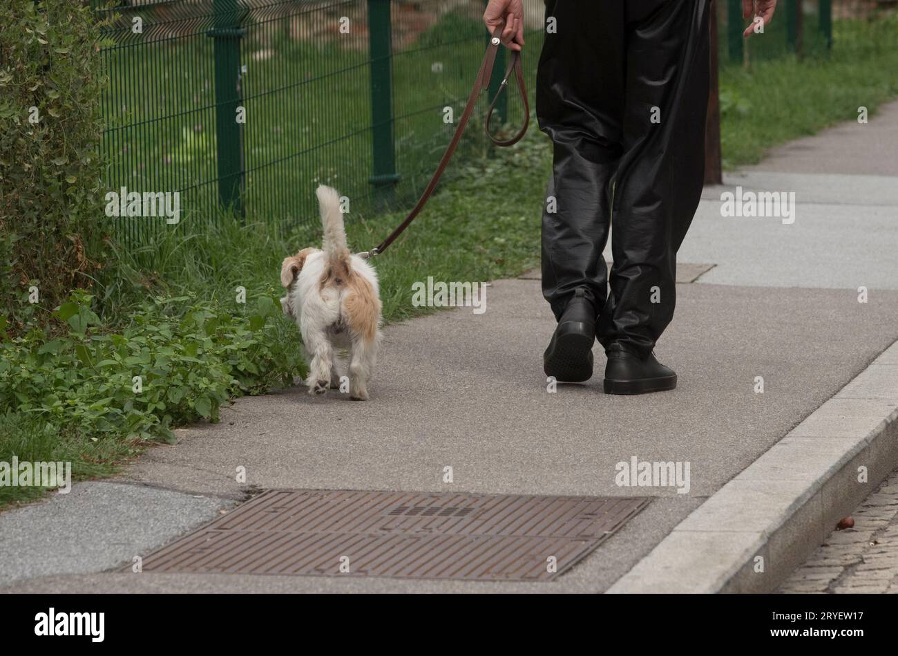 Propriétaire d'animal de compagnie prenant chien pour une promenade Banque D'Images