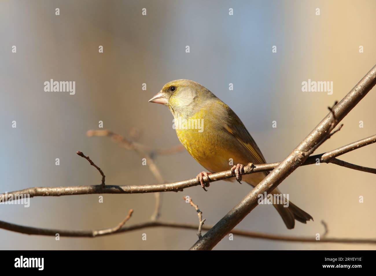 Verdier d’Europe Banque D'Images