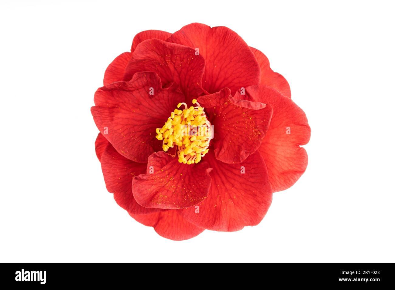 Fleur complète fleur de camellia rouge avec des étamines jaunes et des pistils isolés sur fond blanc. Camellia japonica Banque D'Images Fleur complète fleur de camellia rouge avec des étamines jaunes et des pistils isolés sur fond blanc. Camellia japonica Banque D'Images