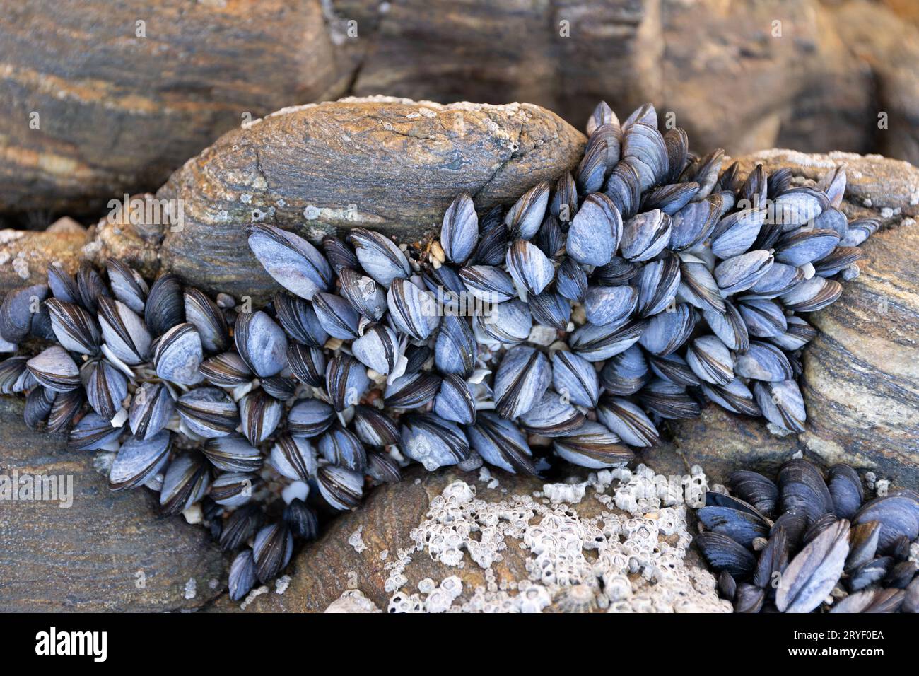 Groupe de moules sauvages sur la roche poussant naturellement sur la roche de plage à marée basse. Mytilus edulis Banque D'Images Groupe de moules sauvages sur la roche poussant naturellement sur la roche de plage à marée basse. Mytilus edulis Banque D'Images