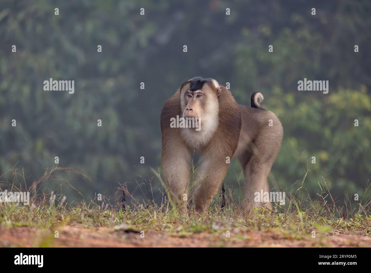 Nature faune de l'énorme macaque pigtail trouver la mite comme nourriture sur la nature jungle profonde Banque D'Images