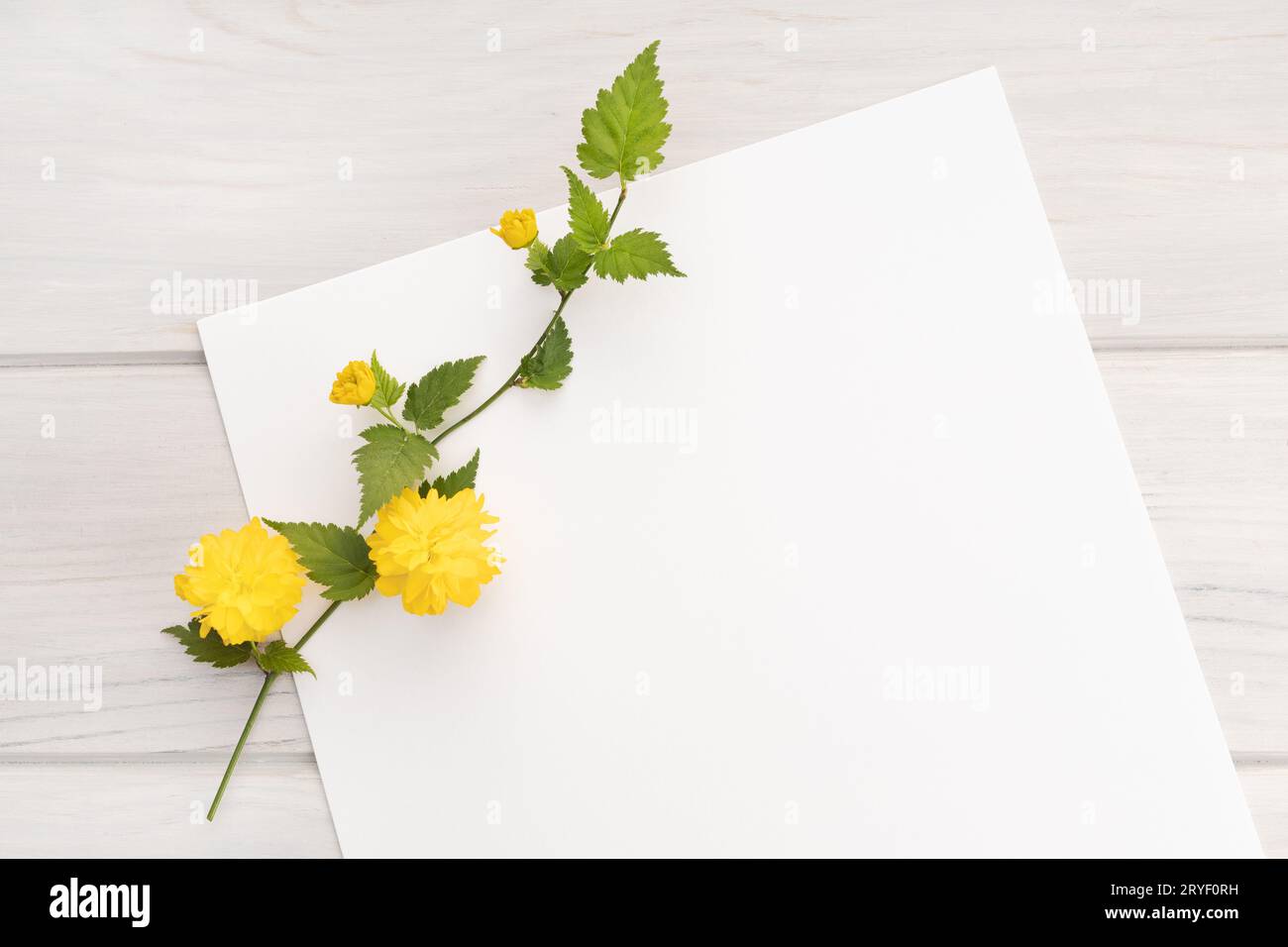 Papier blanc vierge, branche de fleur jaune sur la table en bois. Arrière-plan printanier Banque D'Images Papier blanc vierge, branche de fleur jaune sur la table en bois. Arrière-plan printanier Banque D'Images