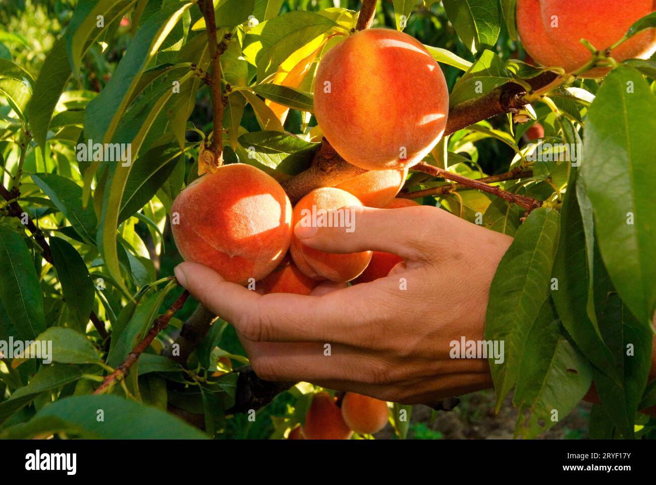 Pêches mûres dans le jardin Banque D'Images