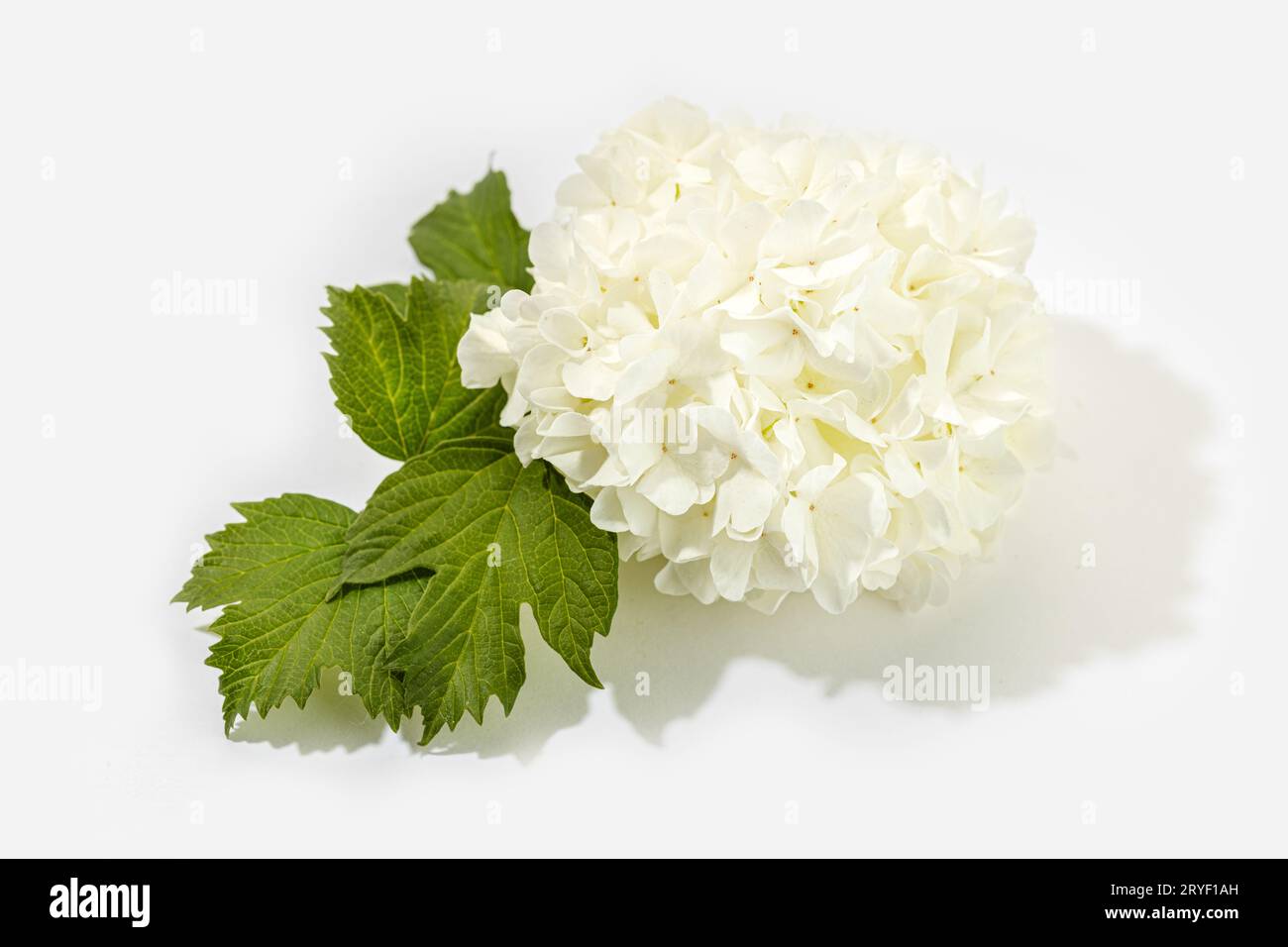 Fleur de viburnum de boule de neige chinoise isolée sur fond blanc. Viburnum opulus L. Banque D'Images Fleur de viburnum de boule de neige chinoise isolée sur fond blanc. Viburnum opulus L. Banque D'Images