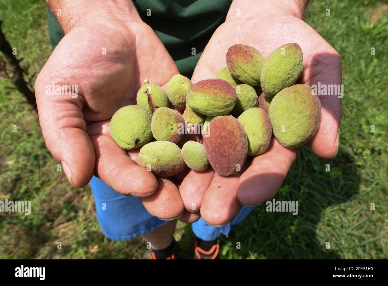 Dommages causés par le gel dans la culture des fruits Banque D'Images