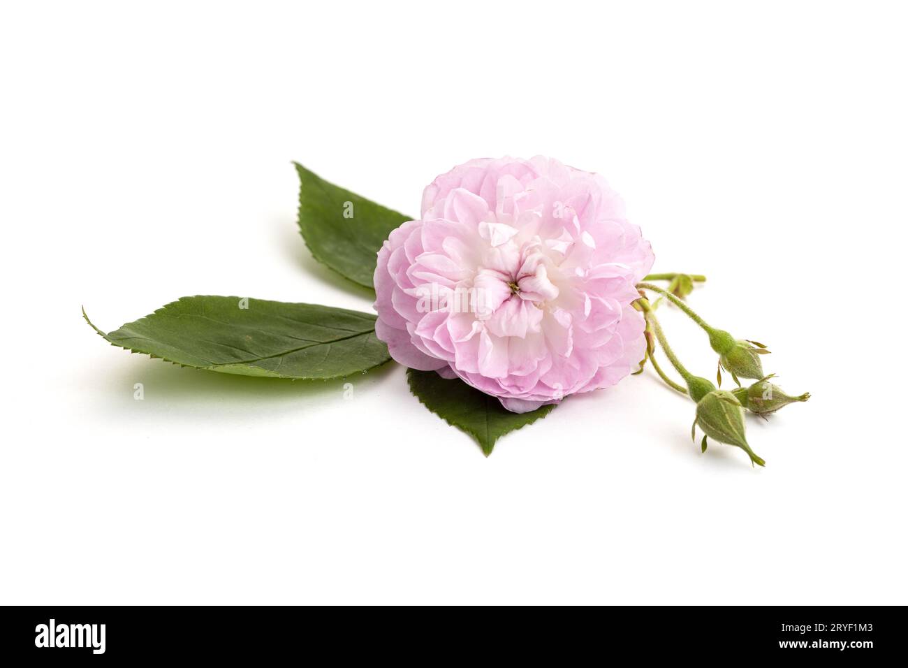 Fleur rose isolée sur fond blanc. Rosa chinensis Banque D'Images