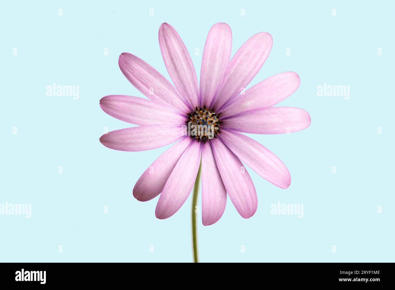 Fleur pourpre de cap marguerite isolée sur fond bleu. Dimamorphotheca ecklonis Banque D'Images Fleur pourpre de cap marguerite isolée sur fond bleu. Dimamorphotheca ecklonis Banque D'Images