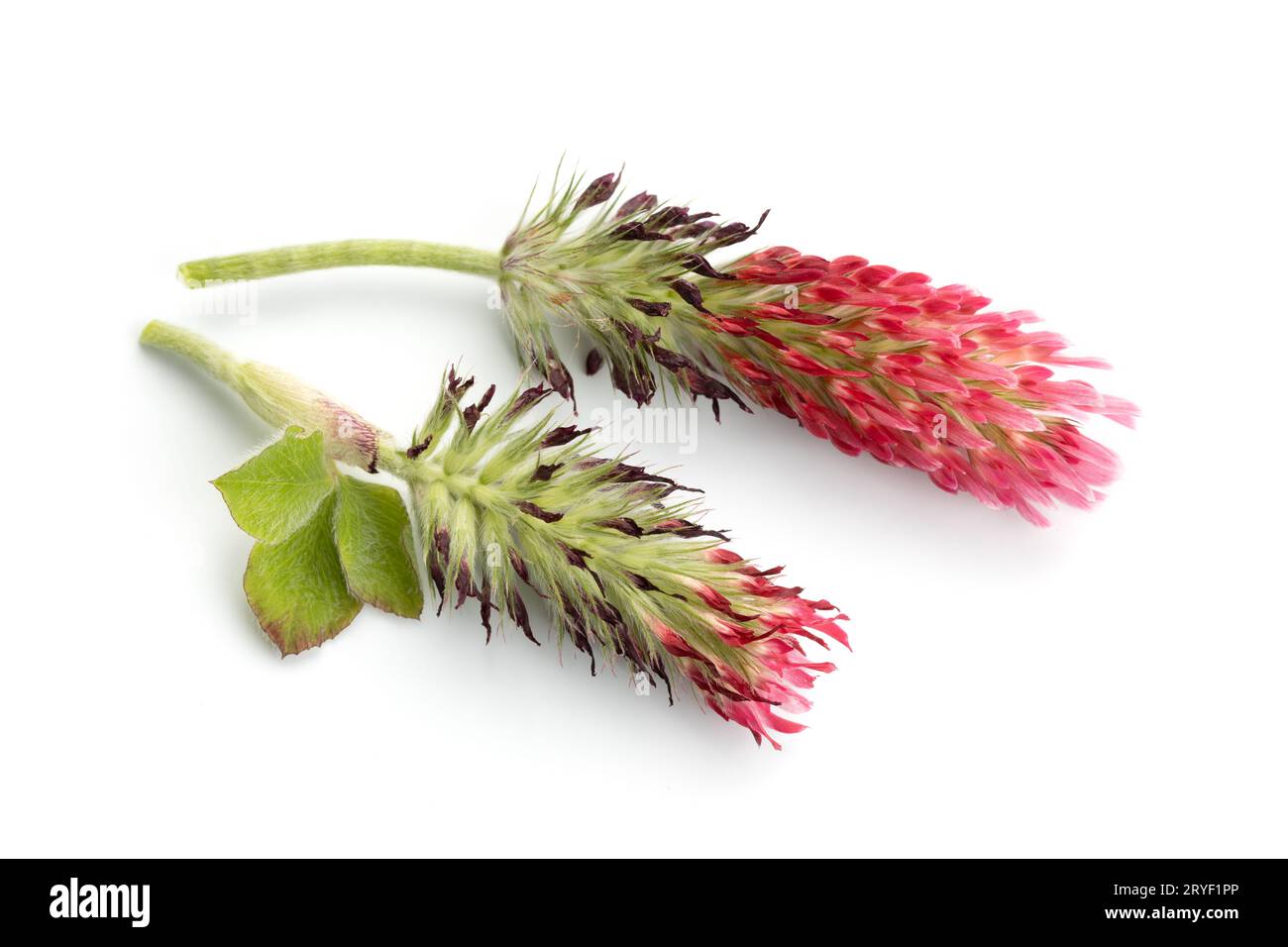 Tête de fleur de trèfle cramoisi isolée sur fond blanc. Trifolium incarnatum L Banque D'Images Tête de fleur de trèfle cramoisi isolée sur fond blanc. Trifolium incarnatum L Banque D'Images