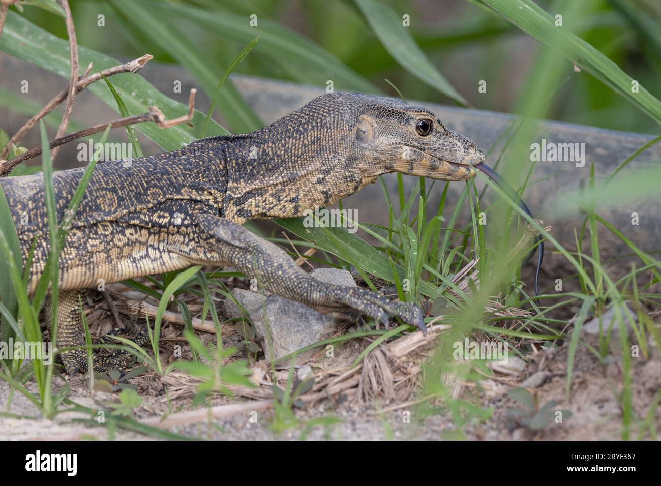 Moniteur lézard (moniteur de l'eau asiatique) également moniteur commun de l'eau, grand varanide lézard originaire du Sud et du Sud-est de l'Asie. Banque D'Images