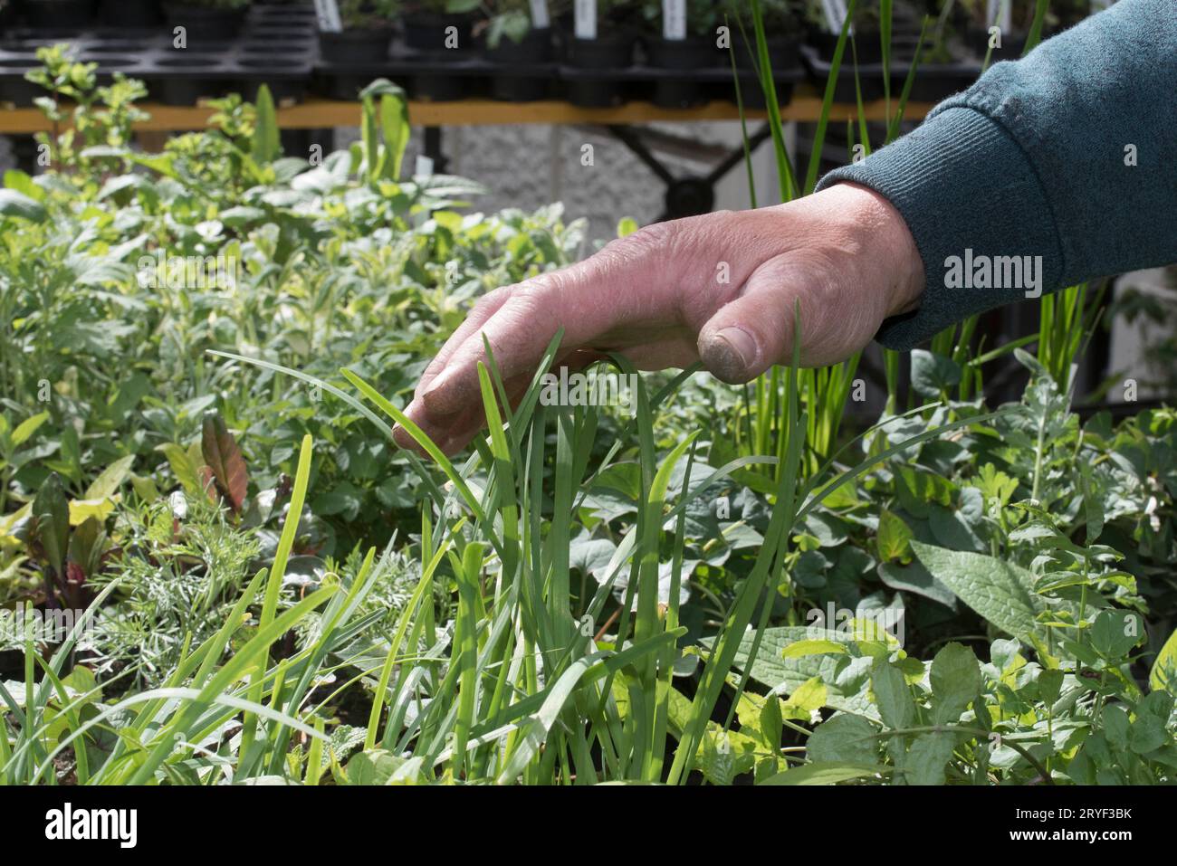 Plantes vertes et herbes dans une pépinière Banque D'Images