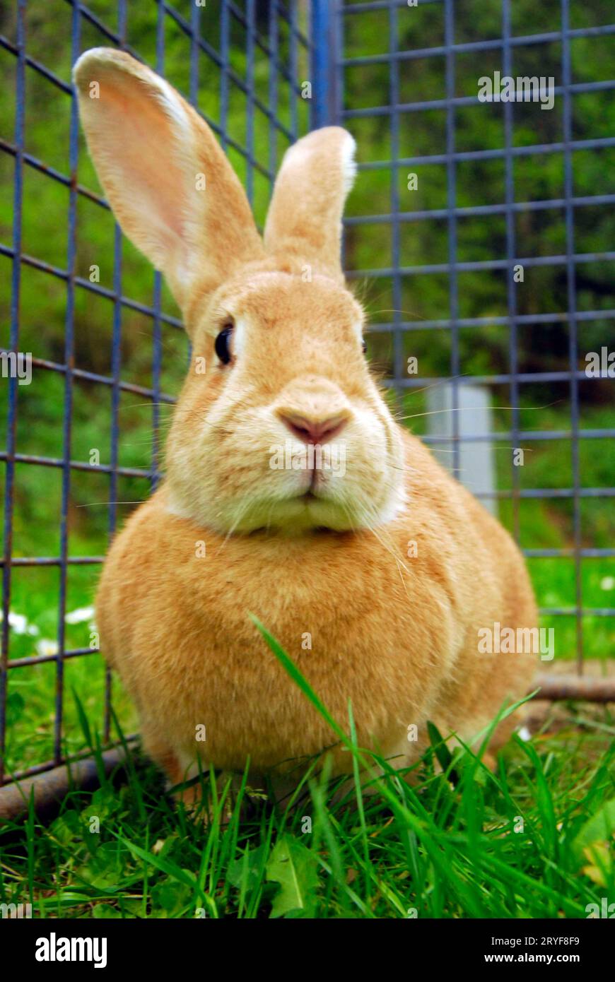 Lapin ou lièvre dans l'élevage Banque D'Images