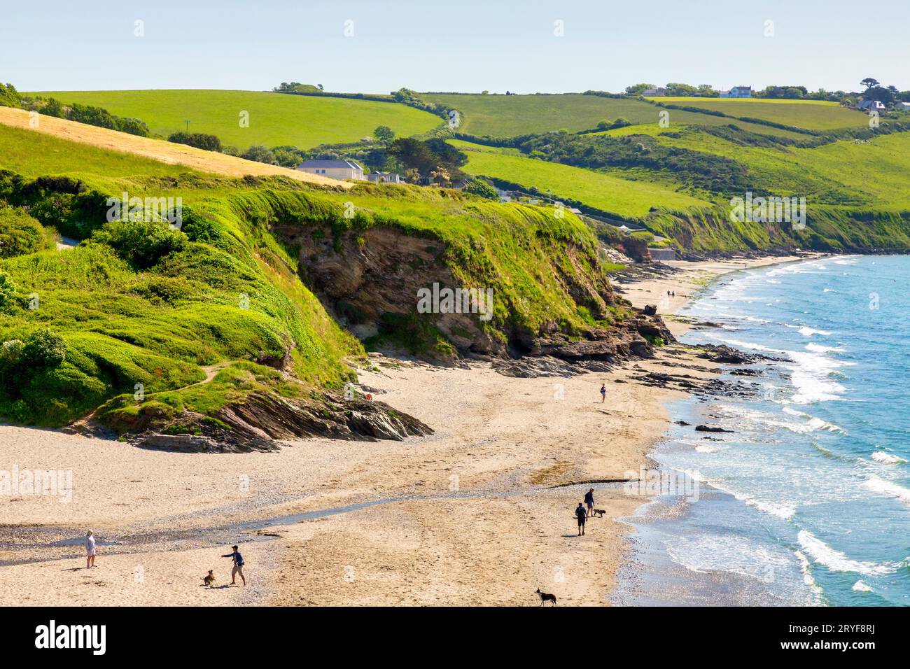 26 mai 2023 : plages de Pendower et Carne, péninsule de Roseland, Cornouailles, Royaume-Uni - les gens marchant des chiens sur la plage, campagne verte de Cornouailles au-dessus Banque D'Images