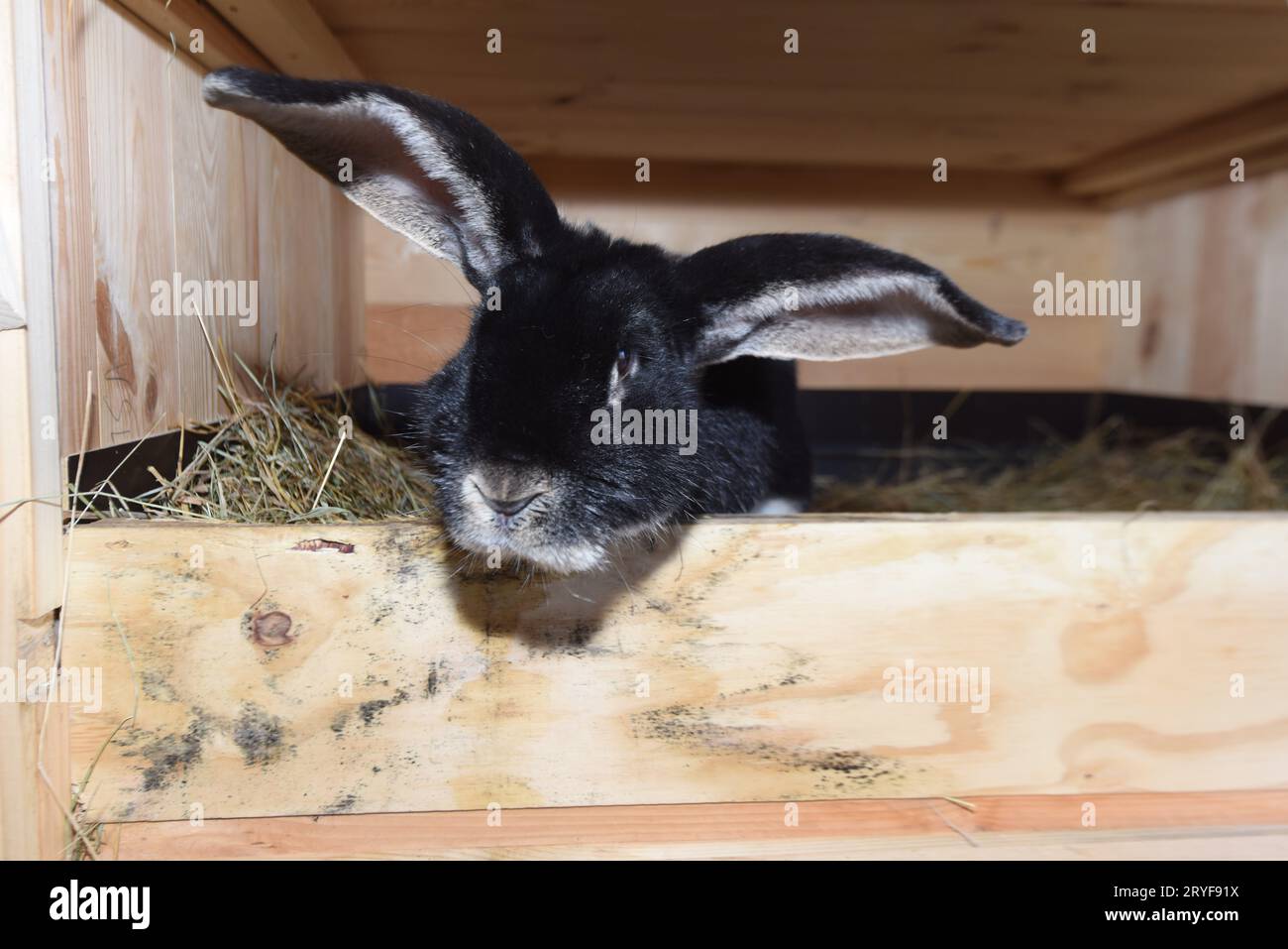 Lapin ou lièvre dans l'élevage Banque D'Images