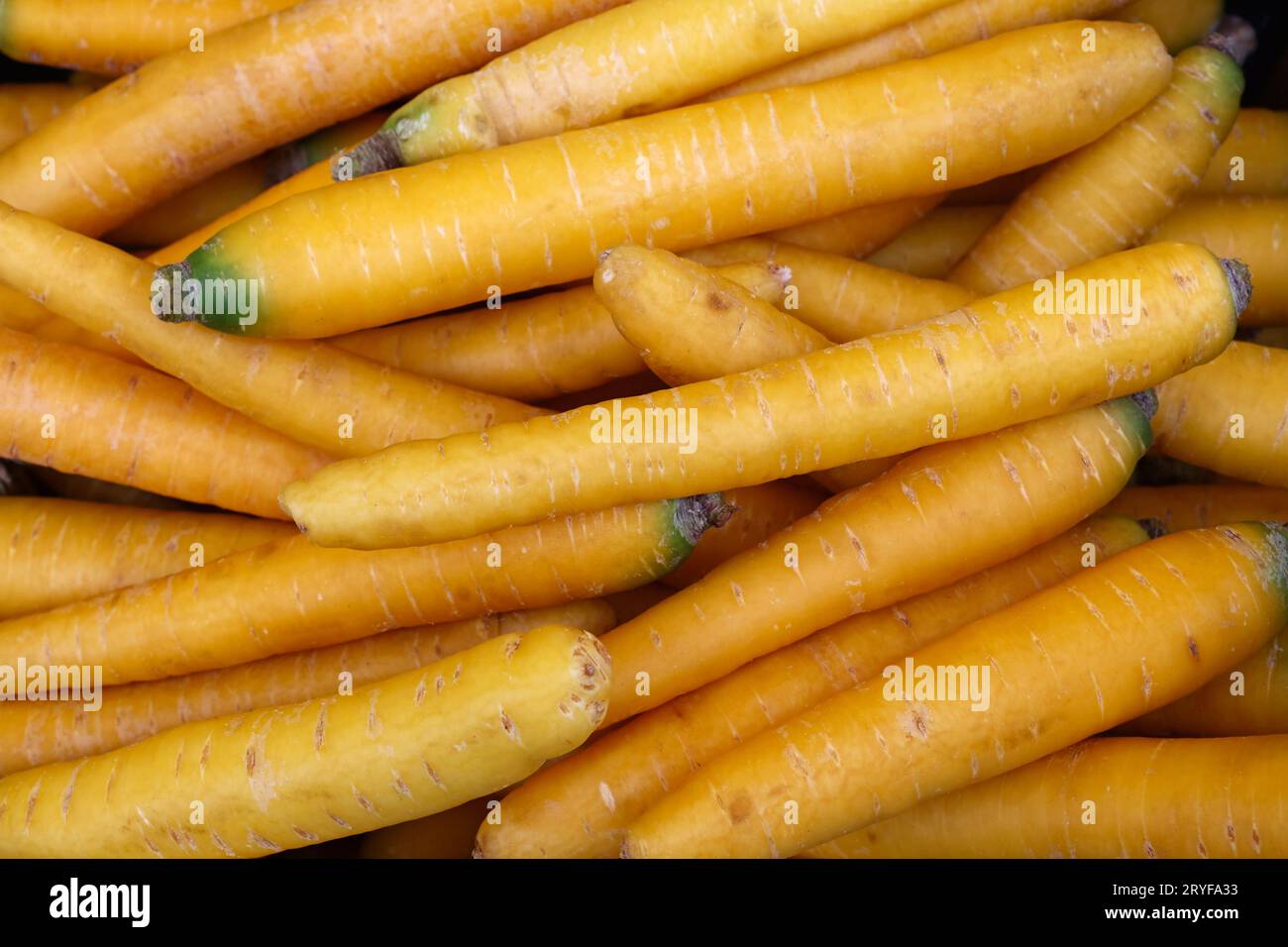 Tas de nouvelles carottes jaunes de printemps fraîches Banque D'Images
