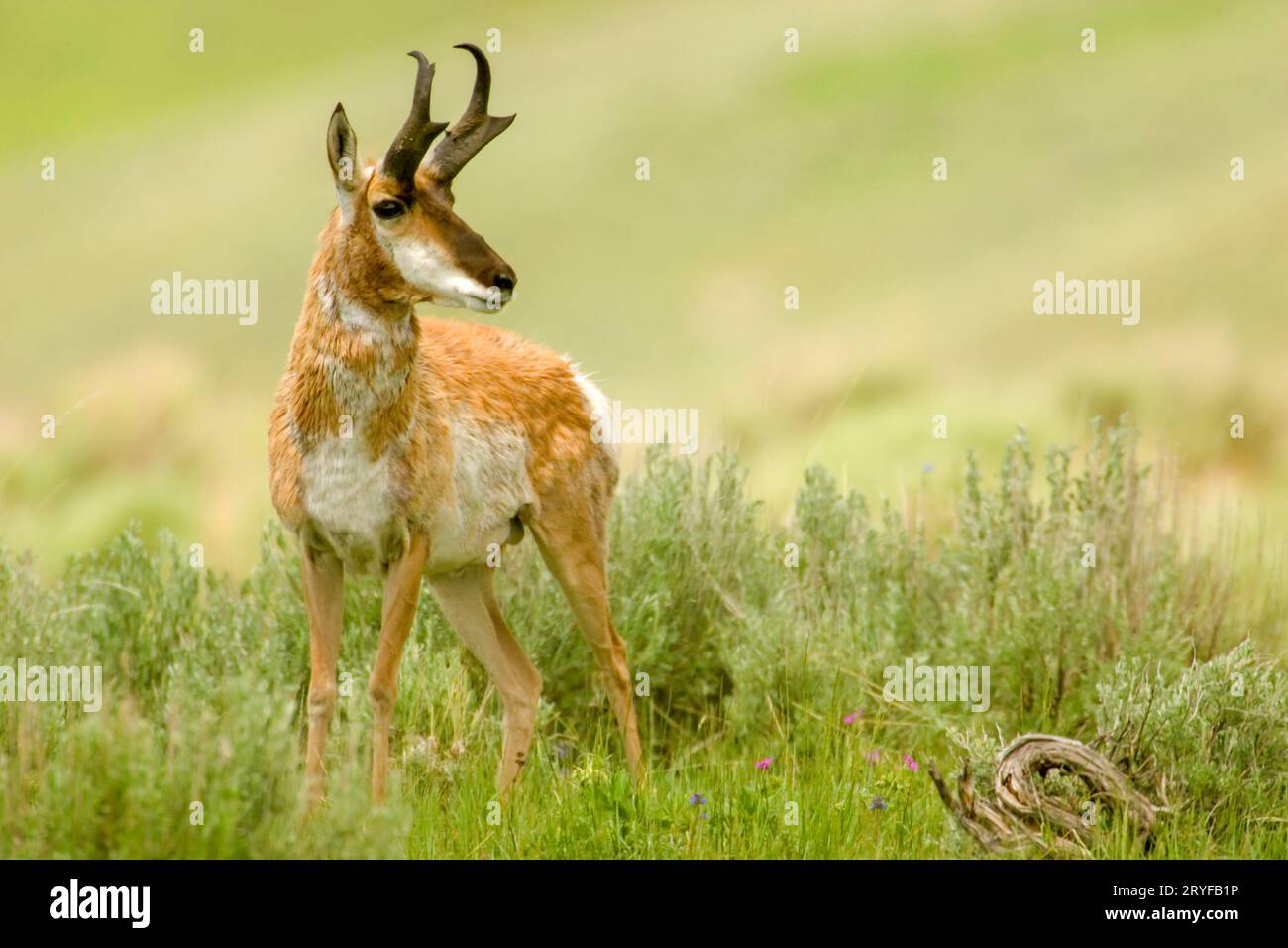 Parc national de Yellowstone, Wyoming, États-Unis. Mâle pronghorn shaggy ou antilope américaine (Antilocapra americana) debout. Banque D'Images