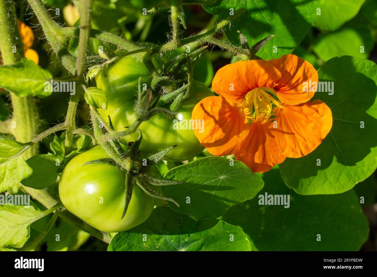 Issaquah, Washington, États-Unis. Fleurs de Nasturtium poussant comme plantes compagnons pour les tomates. Banque D'Images