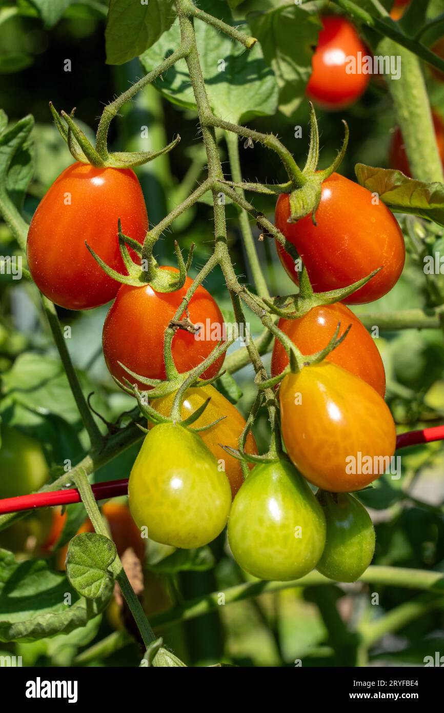 Issaquah, Washington, États-Unis. Tomates cerises Roma sur la vigne à différents stades de maturité. Banque D'Images