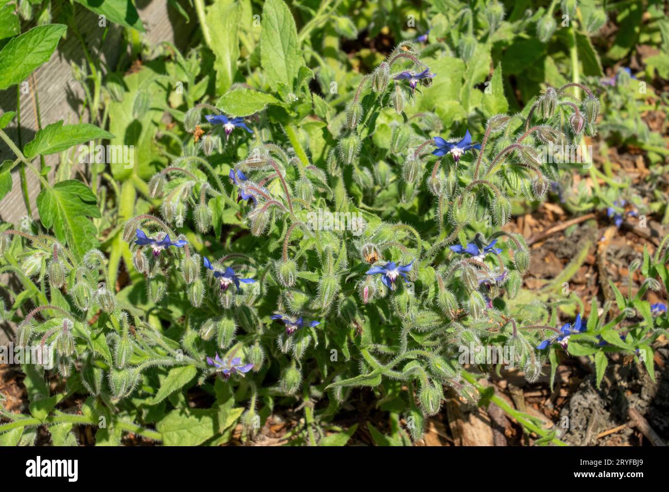 Issaquah, Washington, États-Unis. Fleurs de bourrache dans le jardin. Banque D'Images