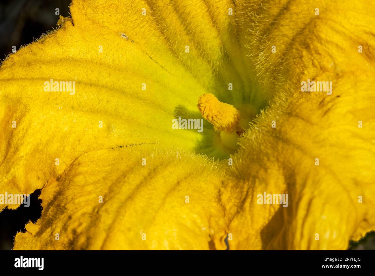 Issaquah, Washington, États-Unis. Gros plan d'une fleur de courge musquée. Banque D'Images