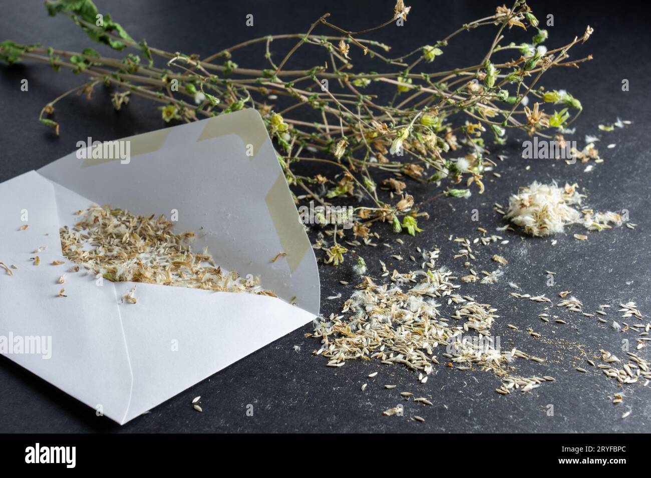 Issaquah, Washington, États-Unis. Sauver les graines d'une usine de laitue à dos de truite flashy qui a boulonné, dans une enveloppe en papier pour le stockage pour l'année prochaine » Banque D'Images