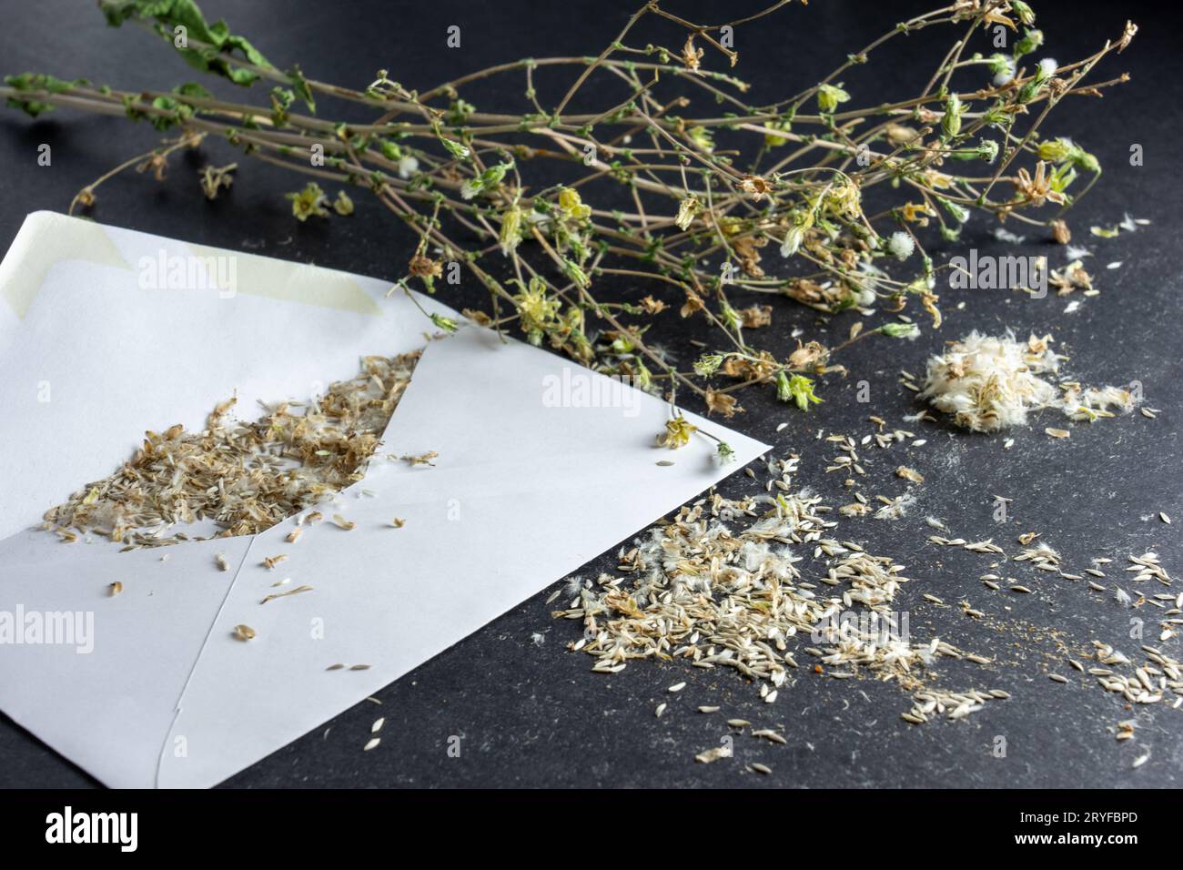Issaquah, Washington, États-Unis. Sauver les graines d'une usine de laitue à dos de truite flashy qui a boulonné, dans une enveloppe en papier pour le stockage pour l'année prochaine » Banque D'Images