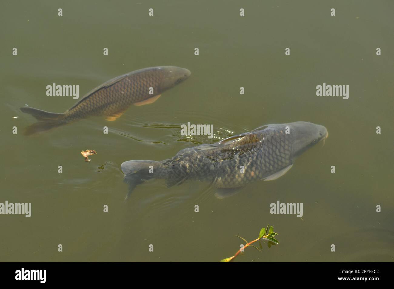 Poissons carpes nageant côte à côte sur la surface de l'étang. Banque D'Images