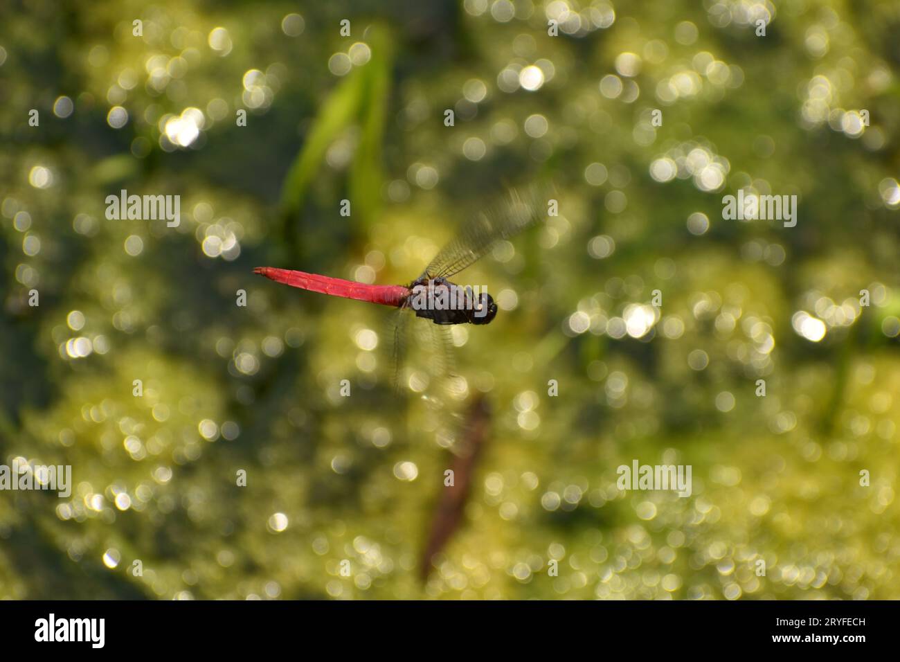 Libellule rouge et bleue planant au-dessus du ruisseau d'eau. Java, Indonésie Banque D'Images