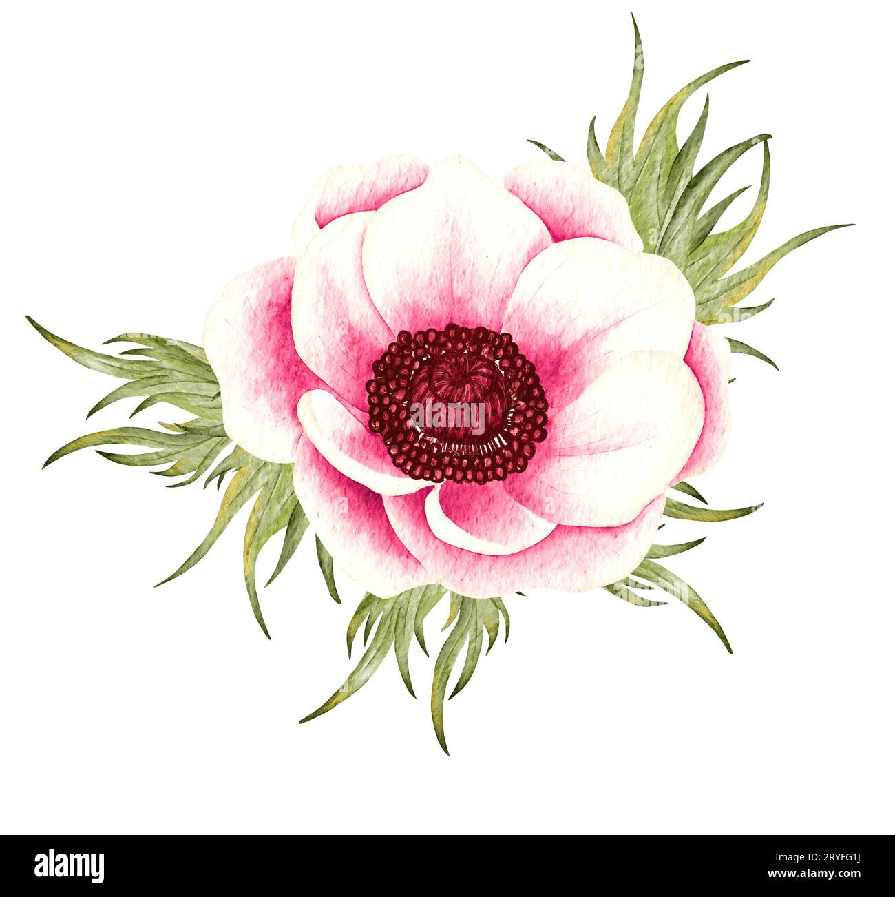 Fleur d'anémone peinte à l'aquarelle. Illustration d'anémone de mariage rouge Banque D'Images