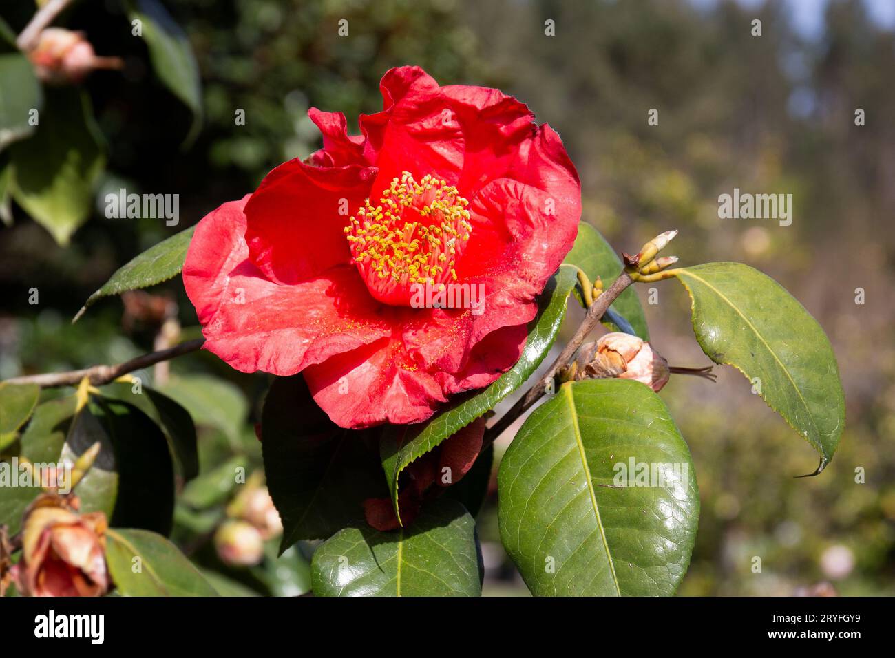 Fleur de camélia rouge poussant sur l'arbre. Camélia japonica en fleurs Banque D'Images
