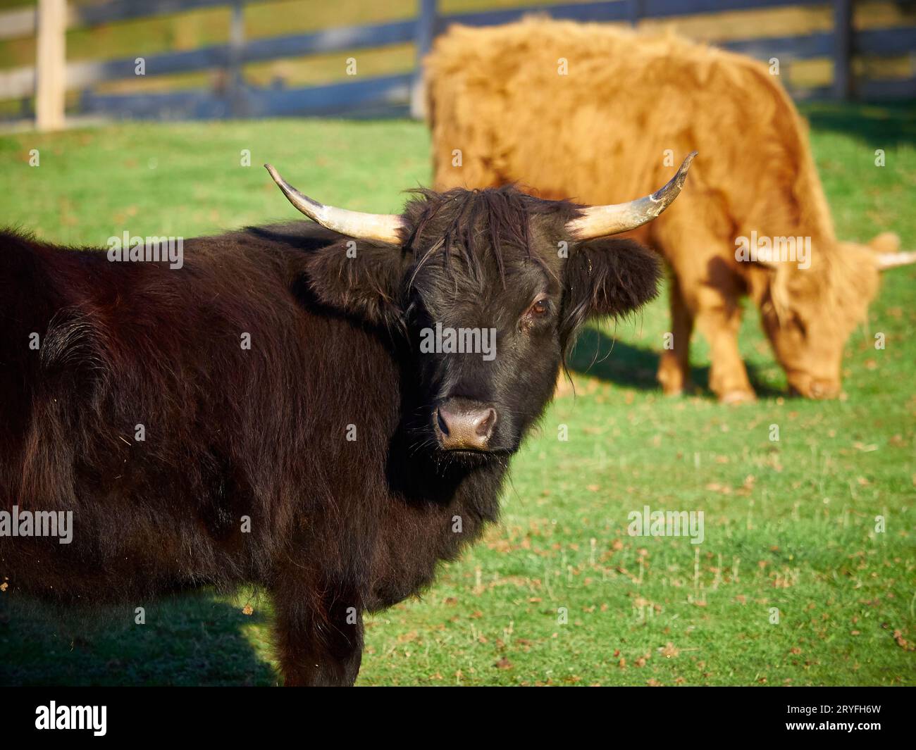 Jeune taureau Black Angus avec une vache Highland derrière hors foyer. L'Angus noir regarde directement la caméra et la vache des Highlands broute Banque D'Images