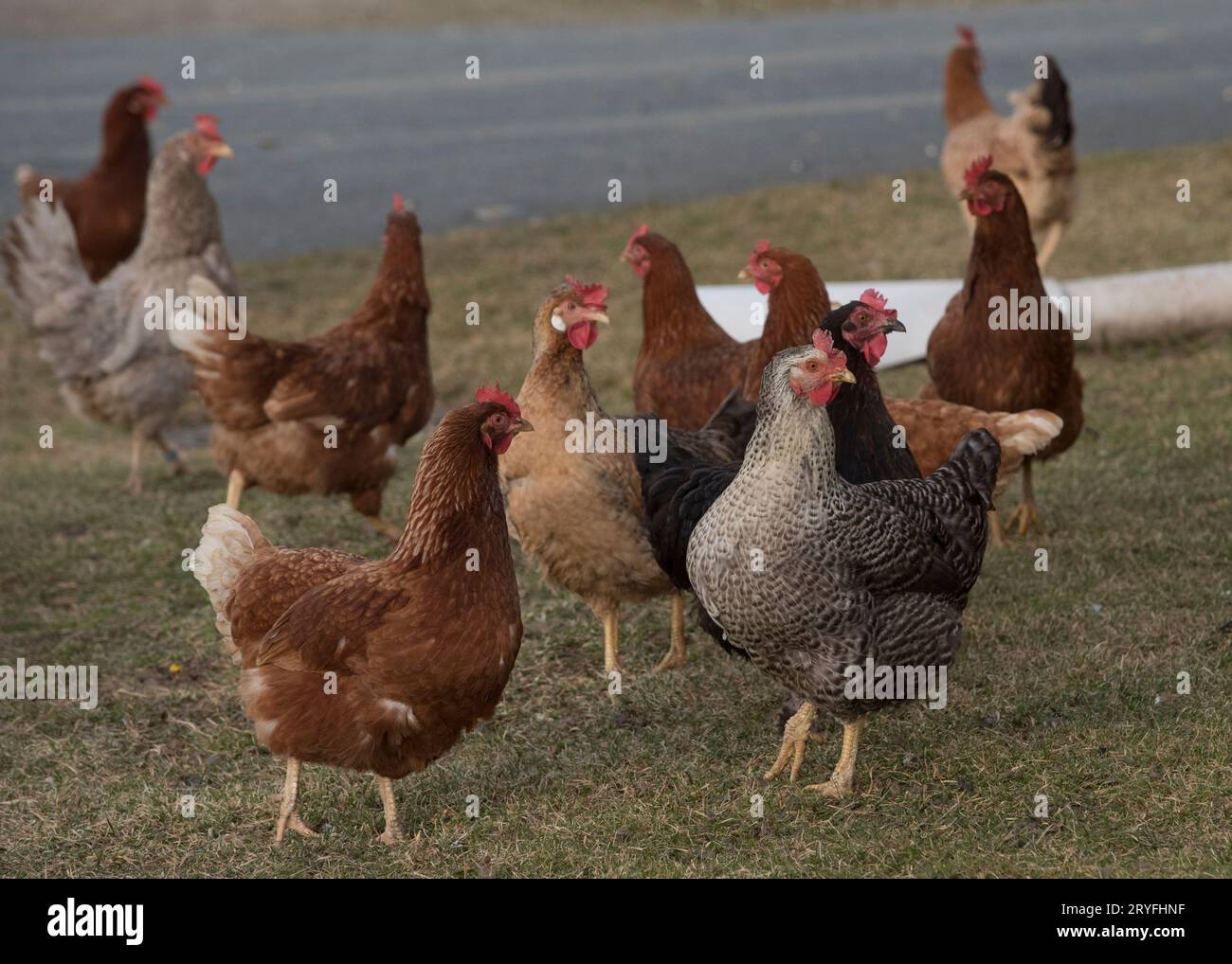 Élevage de poulets et d'espèces en liberté Banque D'Images