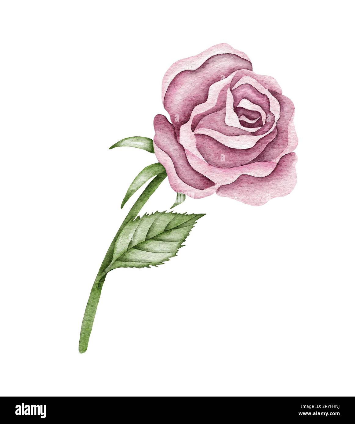 Fleur rose aquarelle, feuilles vertes, fleur fermée. Illustration d'aquarelle délicate Banque D'Images