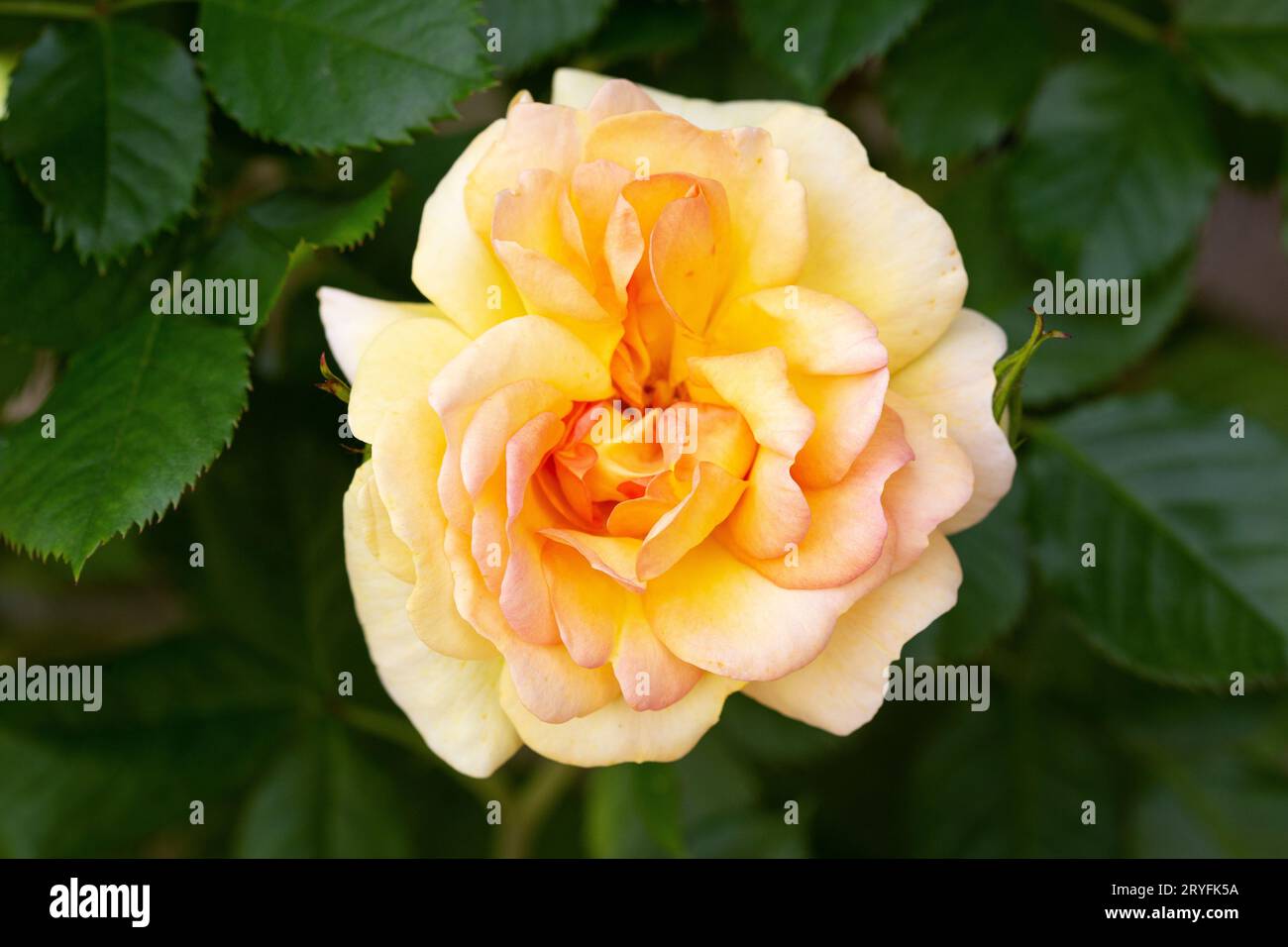 Fleur de rose jaune poussant sur le jardin extérieur. Rosa chinensis Banque D'Images