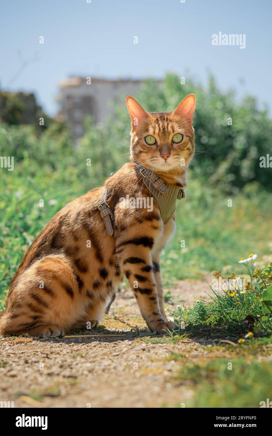 Chat Bengal dans un harnais en cuir en laisse. Banque D'Images