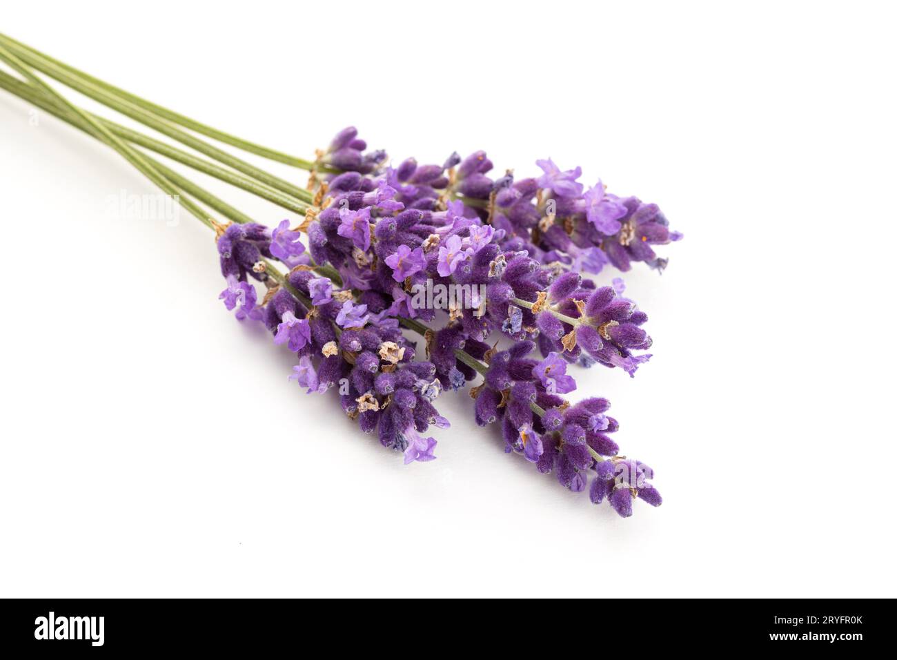 Fleurs de lavande isolées sur fond blanc. Lavandula angustifolia Banque D'Images