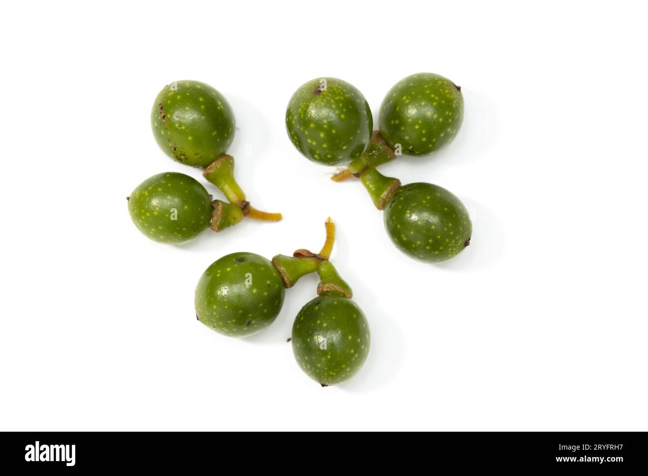 Graines de Laurier isolé sur fond blanc. Laurus nobilis Banque D'Images