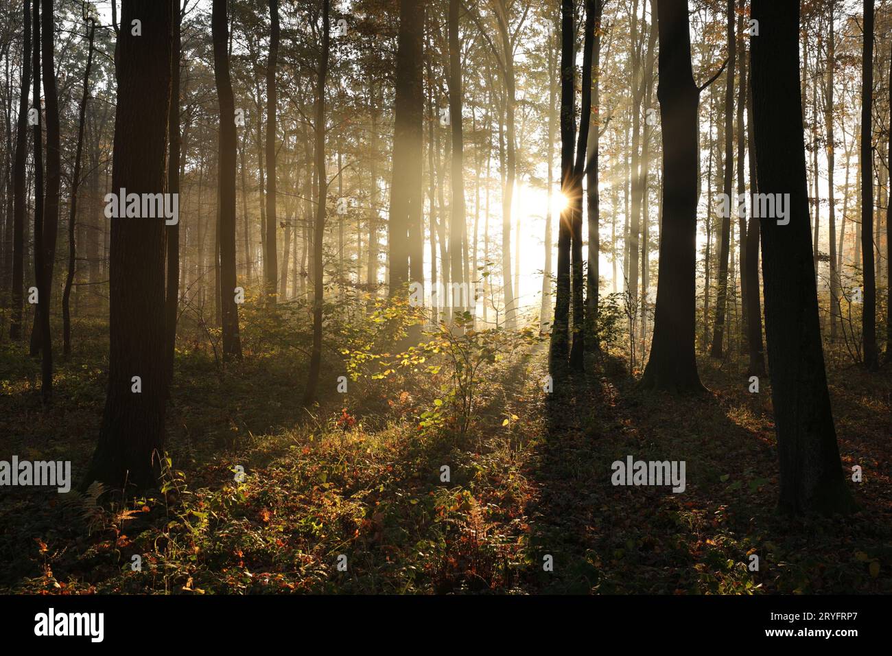 Automne Forêt brumeuse Banque D'Images