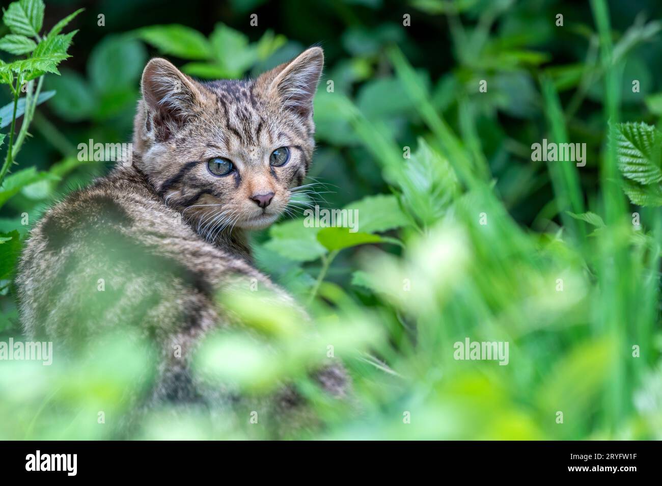 Chat sauvage écossais, Felis silvestris grampia Banque D'Images