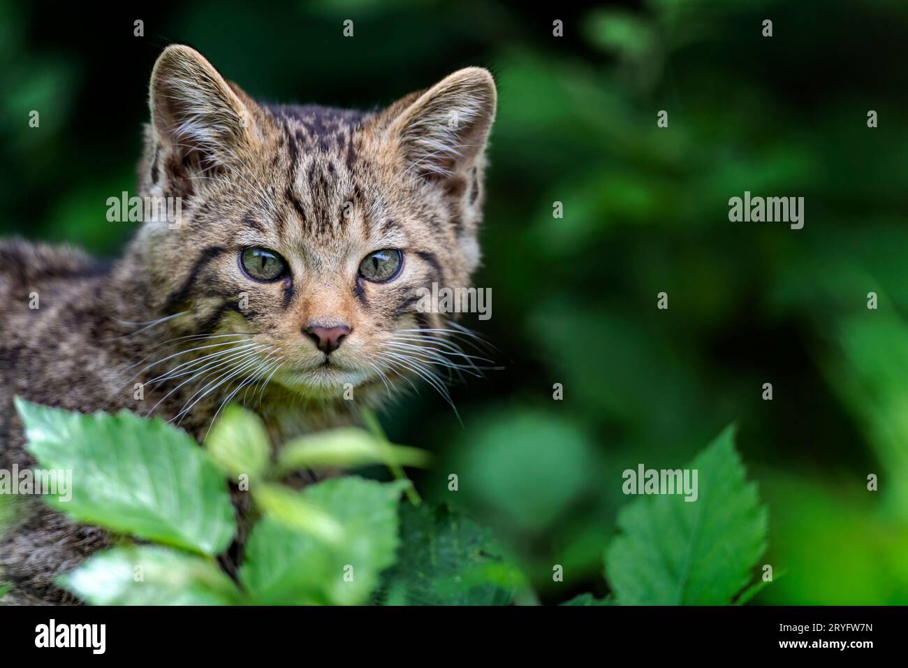 Chat sauvage écossais, Felis silvestris grampia Banque D'Images