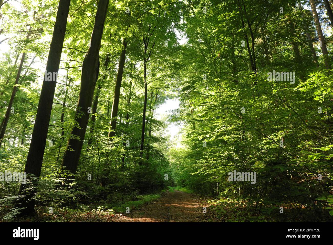 Forêt de hêtres de printemps Banque D'Images